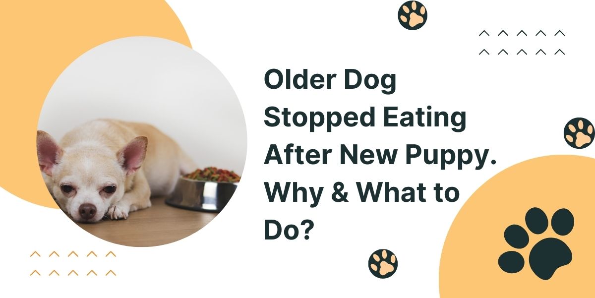 Photo inspiration: Senior Dog Eating Behavior Changes Reference: Older Dog Stopped Eating After New Puppy Why What To