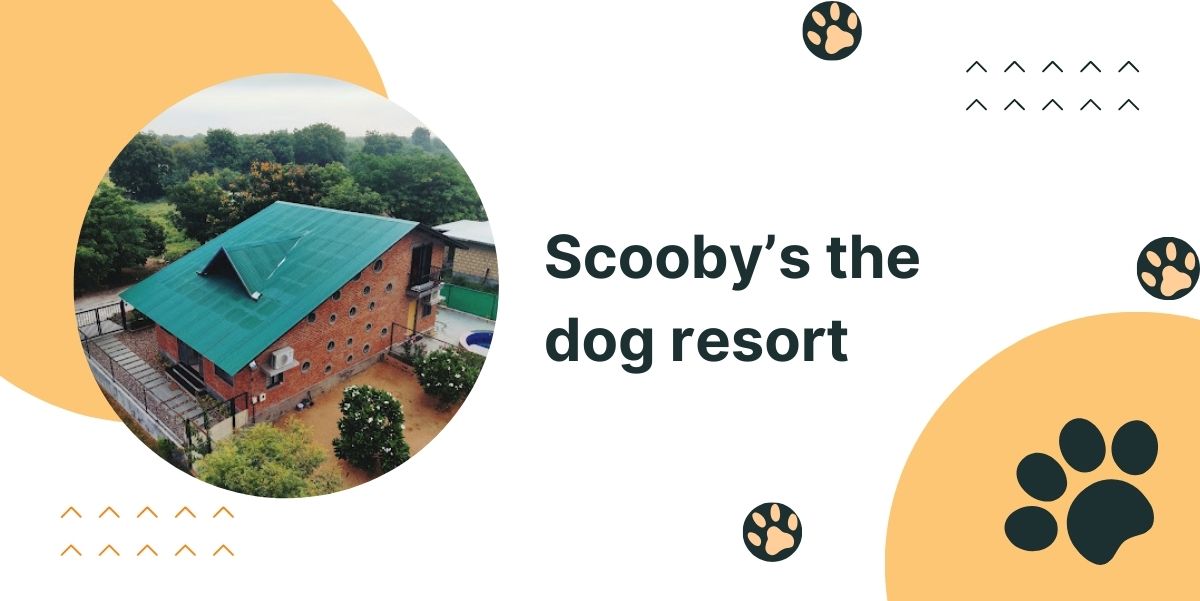 Scooby’s the dog resort
