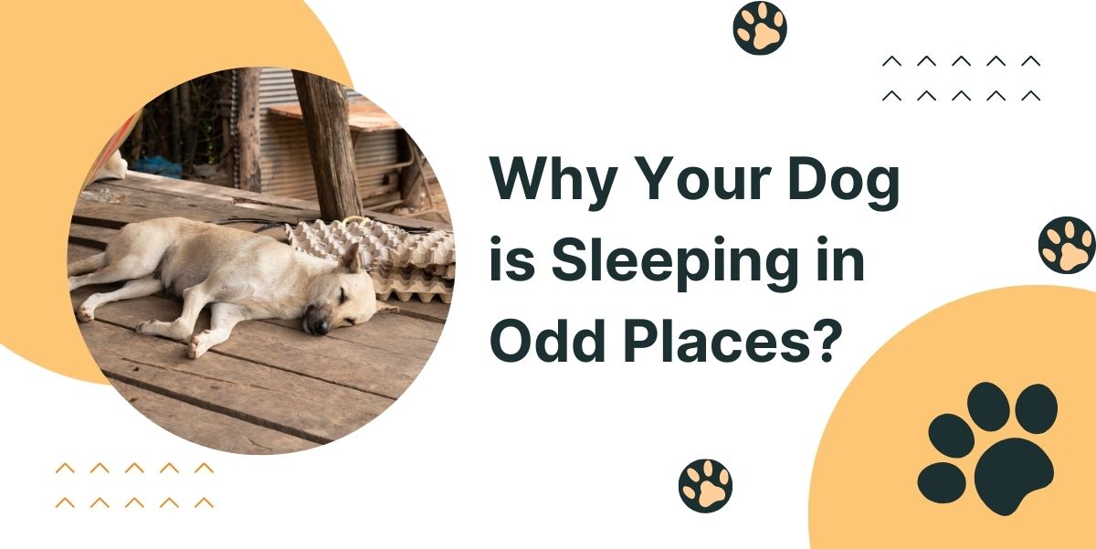 Why Your Dog Starts Suddenly Sleeping in Weird Places?