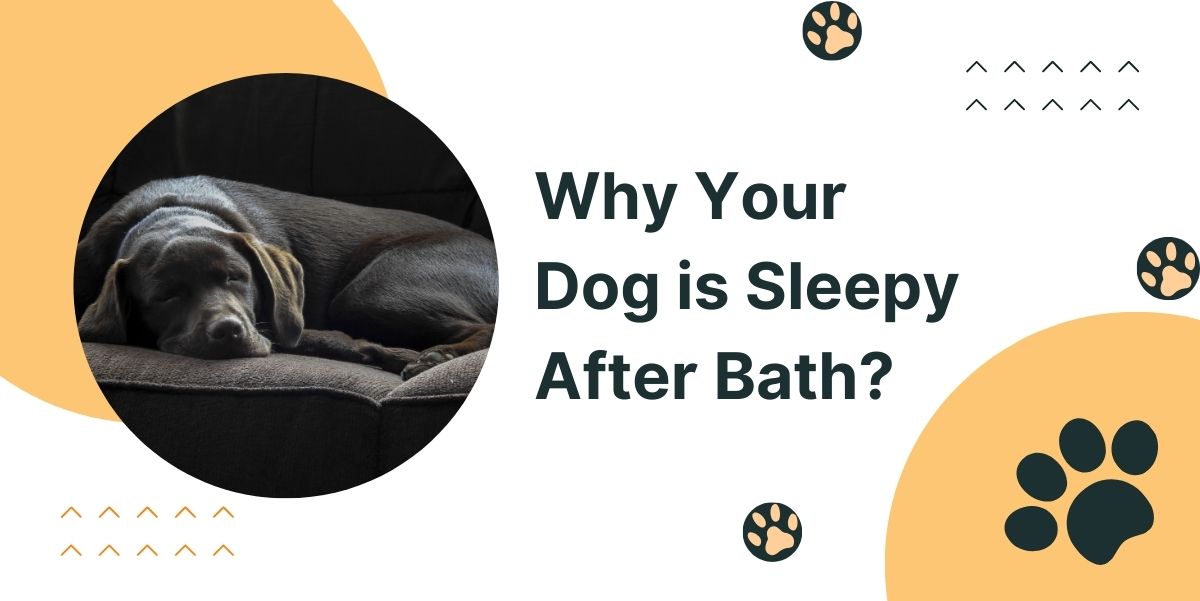 Why Your Dog is Sleepy After Bath? After Bath Naps or Doggy Dreams