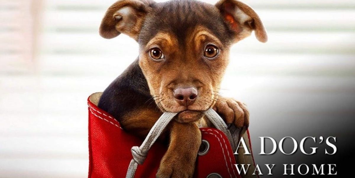 A Dog’s Way Home (2019)