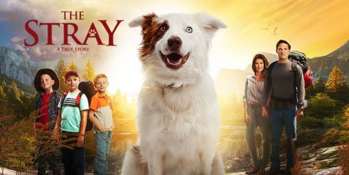 The Stray (2017)