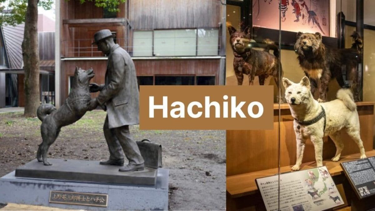 Hachiko: The Story of a Loyal Dog