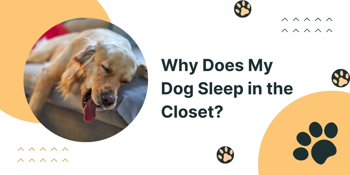 Why Does My Dog Sleep in the Closet?
