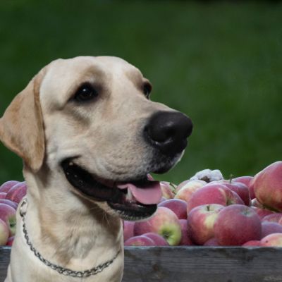 enzo with apple