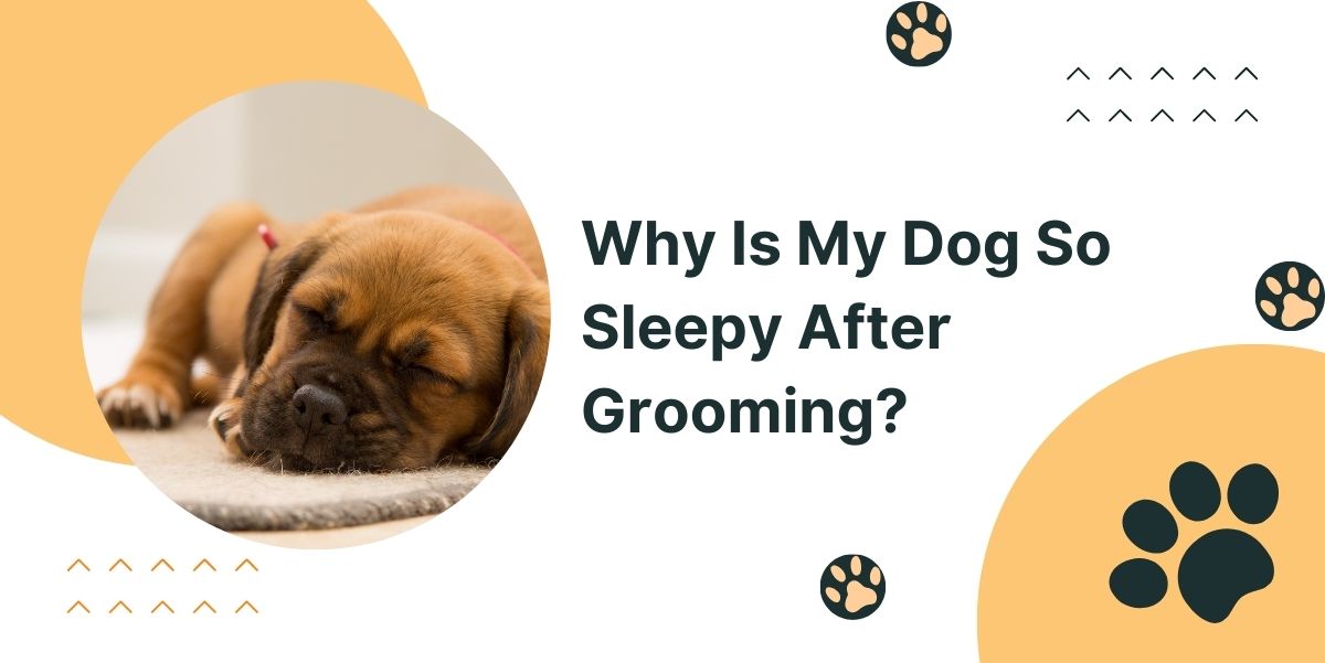 Why Is My Dog So Sleepy After Grooming?