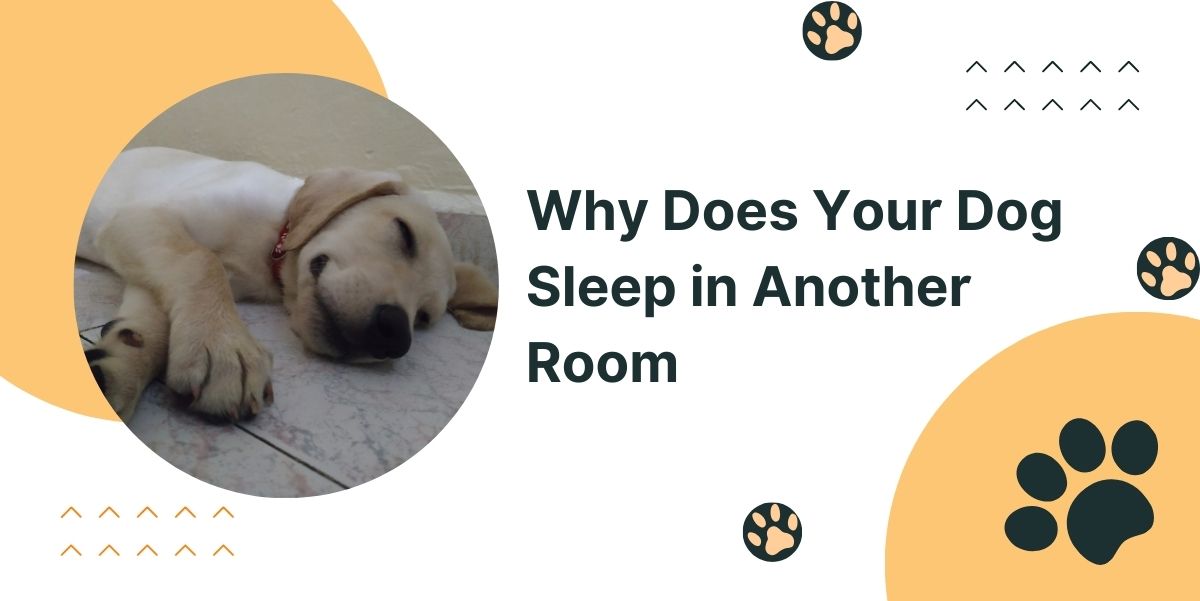 Why Does Your Dog Sleep in Another Room?