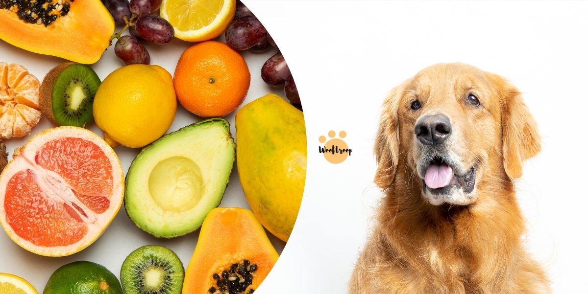 What Fruits Can Dogs Eat?