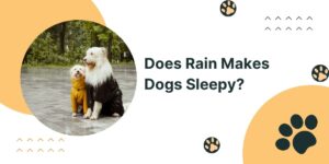 Does Rain Makes Dogs Sleepy