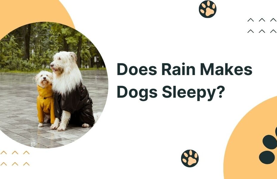 Does Rain Makes Dogs Sleepy