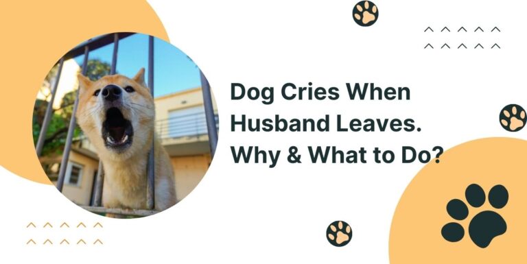 Dog Cries When Husband Leaves. Why & What to Do