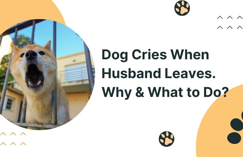 Dog Cries When Husband Leaves. Why & What to Do