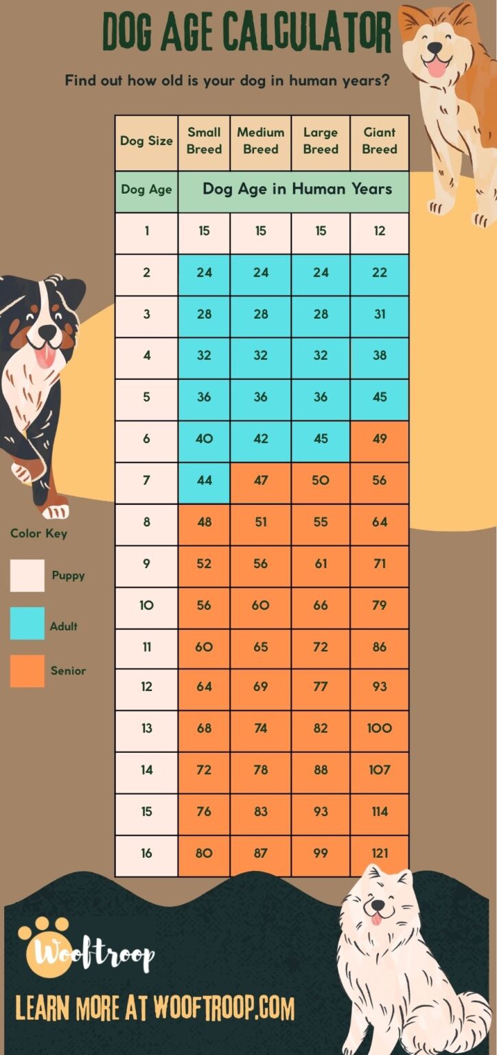 Dog Age Calculator How Old is Your Dog in Human Year? WoofTroop