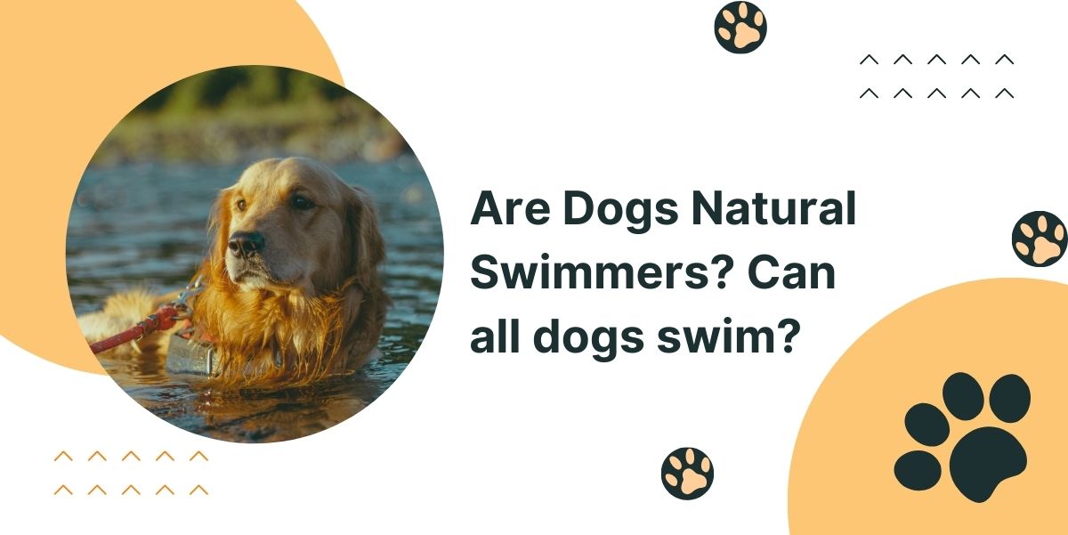 Are Dogs Natural Swimmers? Can all dogs swim?