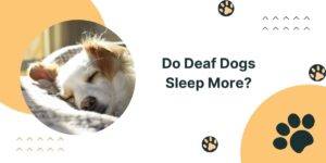 Do Deaf Dogs Sleep More