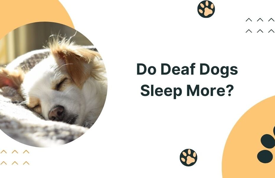 Do Deaf Dogs Sleep More