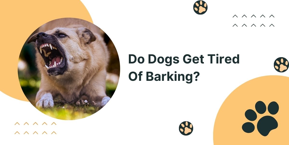 Do Dogs Get Tired Of Barking?