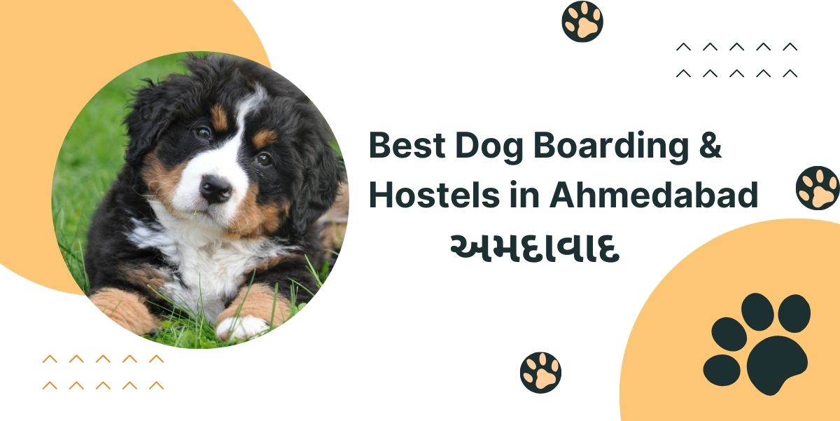Best Dog Hostels in Ahmedabad