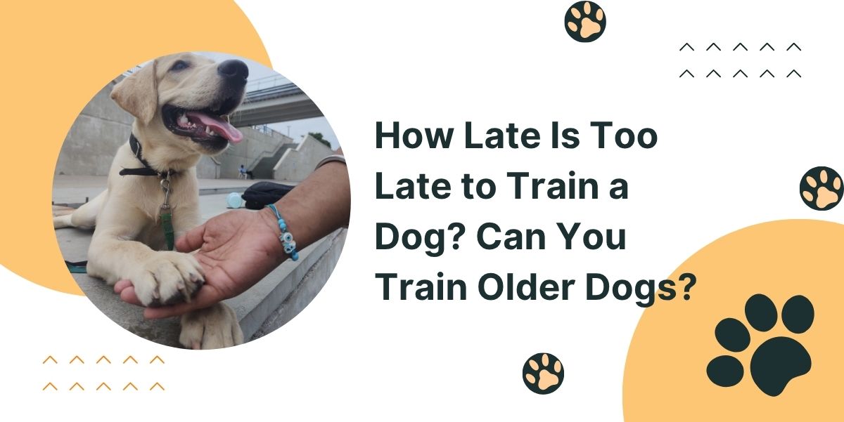 How Late Is Too Late to Train a Dog? Can You Train Older Dogs? 