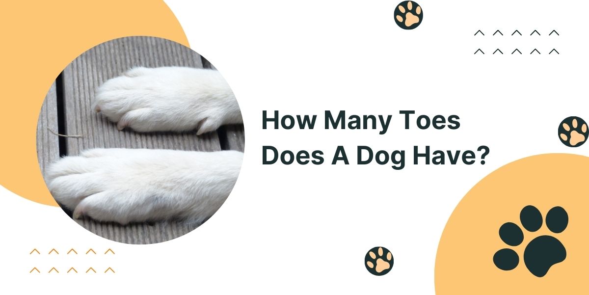 How Many Toes Does A Dog Have?