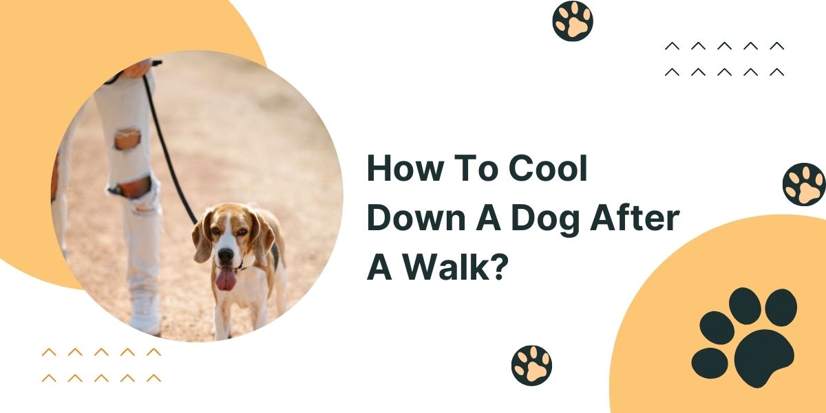 How To Cool Down A Dog After A Walk?