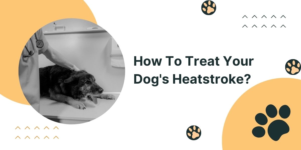 How To Treat Your Dog’s Heatstroke?
