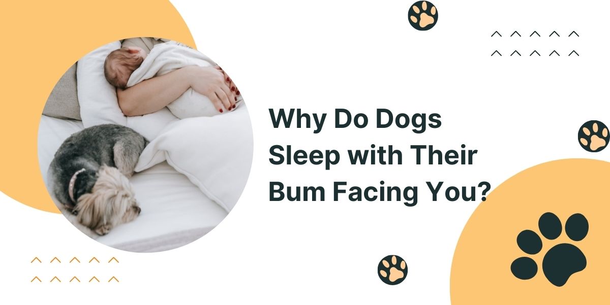 Why Do Dogs Sleep with Their Bum Facing You?