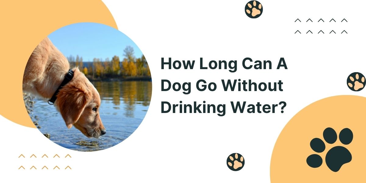 How Long Can A Dog Go Without Drinking Water?
