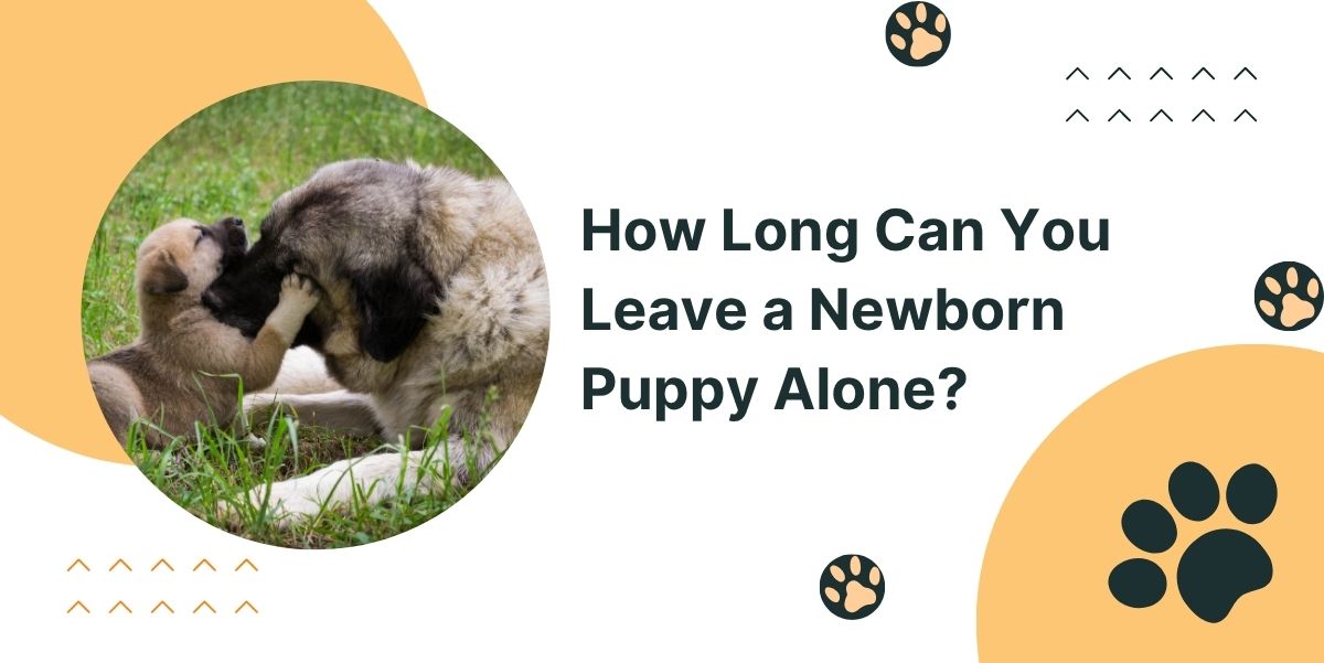 How Long Can You Leave a Newborn Puppy Alone?