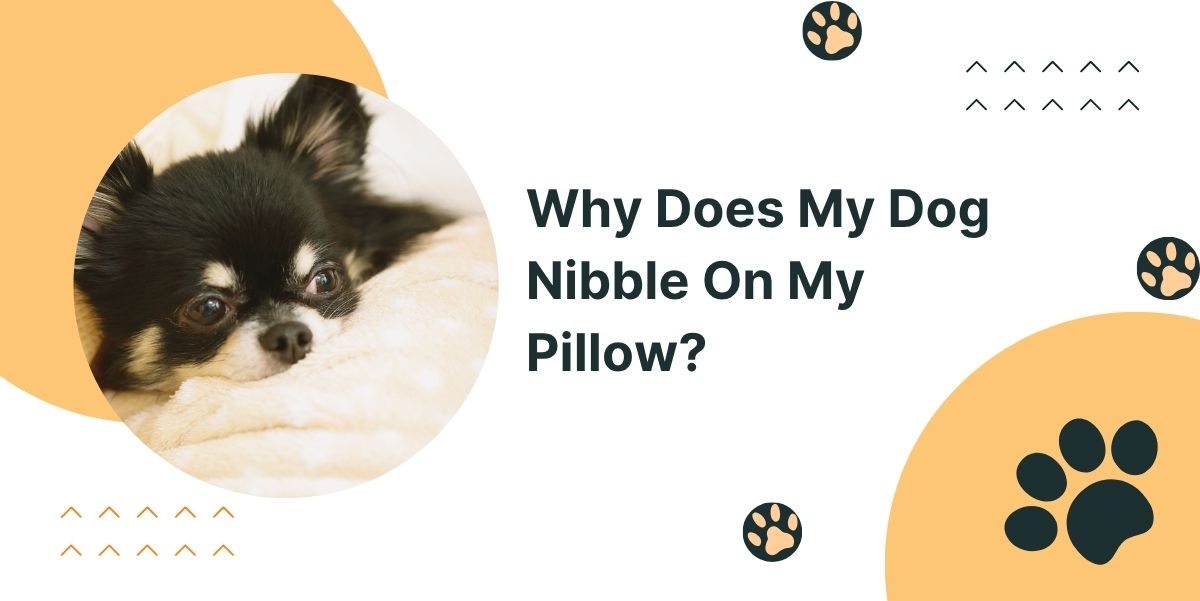 Why Does My Dog Nibble On My Pillow?