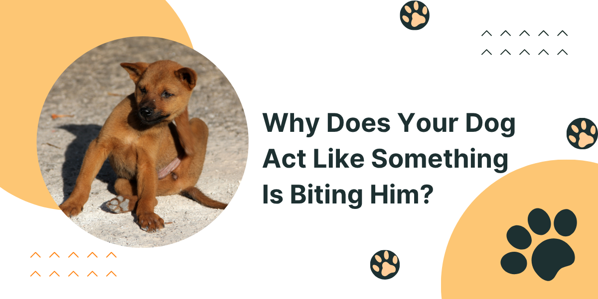 Why Does Your Dog Act Like Something Is Biting Him?