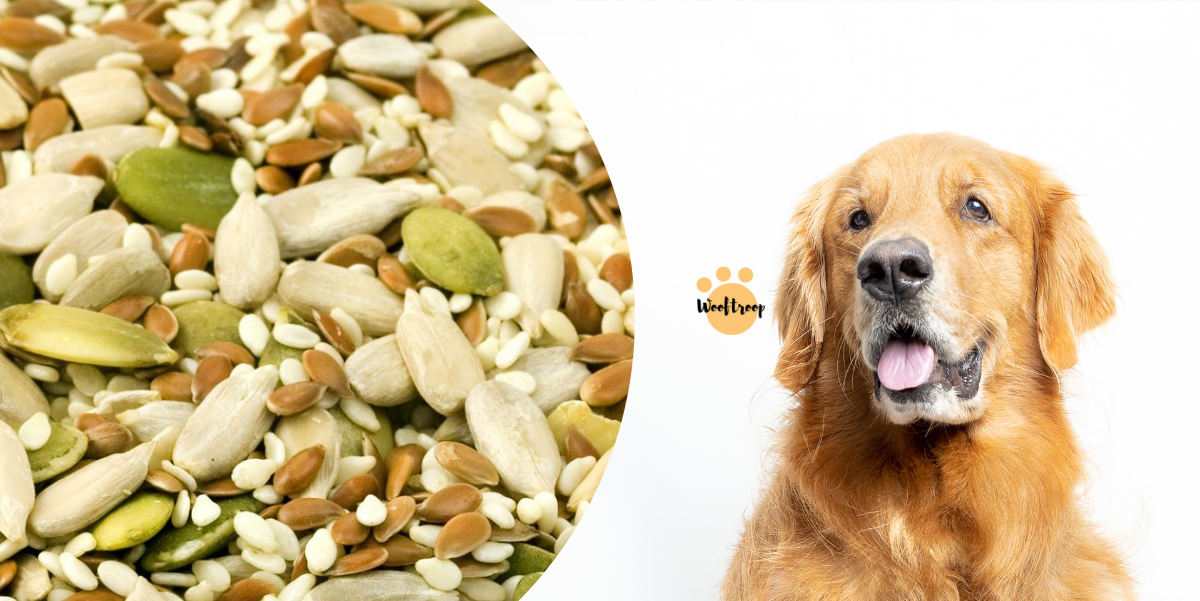 What seeds can dogs eat: Safe and toxic varieties - WoofTroop
