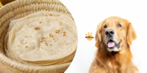can dogs eat chapati